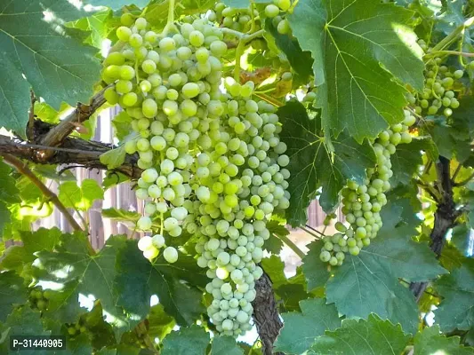 Natural Grapes Plant With Pot