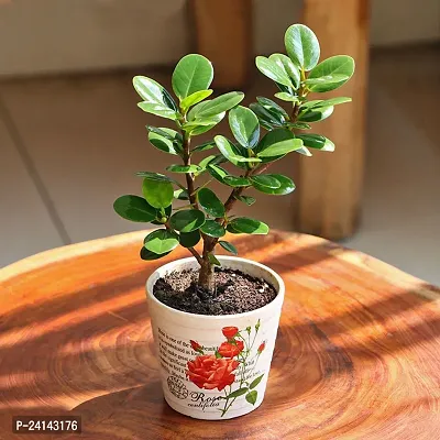 Ficus Plant