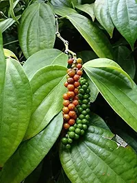 Natural Black Pepper Plant-thumb1