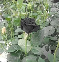 Natural Rose Plant-thumb1