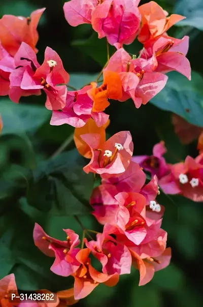 Natural Baugainvillea Plant-thumb0