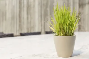 Natural Lemon Grass Plant-thumb2