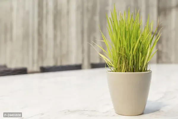 Natural Lemon Grass Plant-thumb3