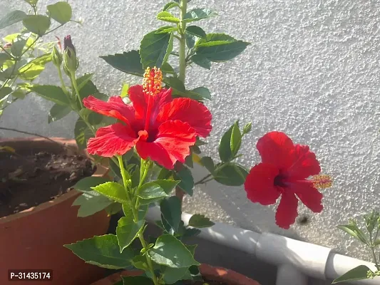 Natural Hibiscus Plant-thumb0