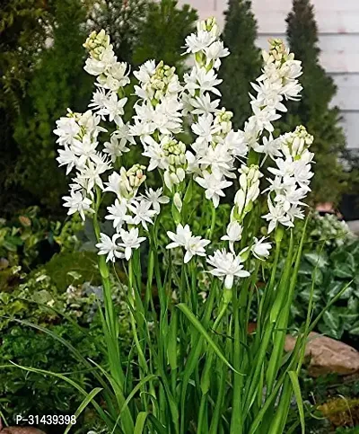 Natural Tuberose/Rajnigandha Plant-thumb0