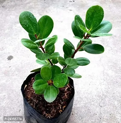 Ficus Plant-thumb3