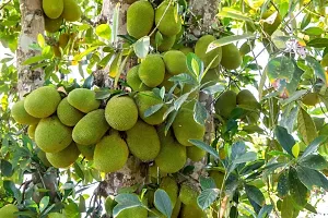 Jackfruit Plant-thumb1