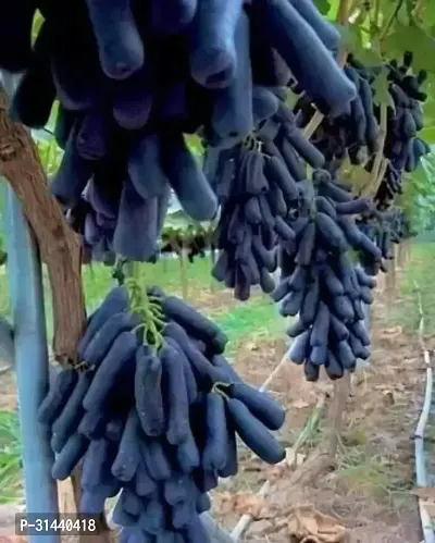 Natural Grapes Plant