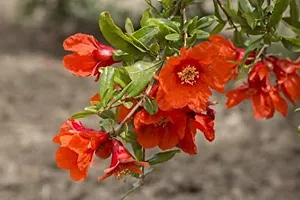 Natural Pomegranate Plant-thumb3