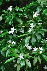 Natural Jasmine Plant-thumb2