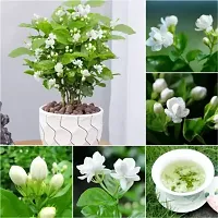 Natural Jasmine Plant-thumb2