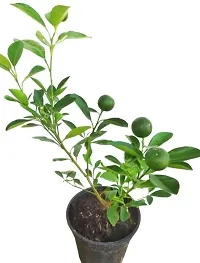 Natural Lemon Plant-thumb2