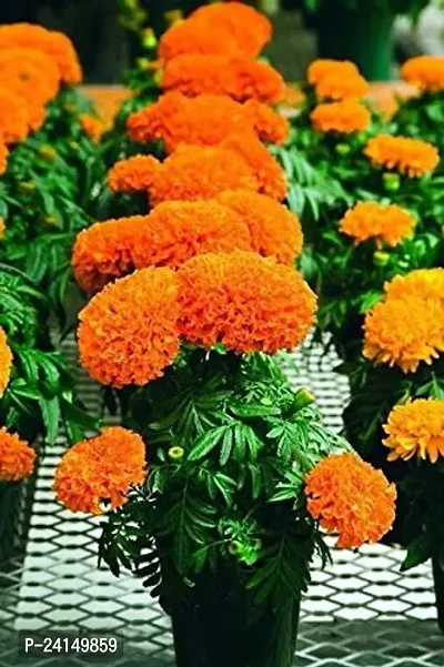 Marigold Plant-thumb0