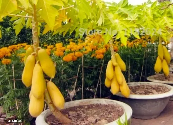 Natural Papaya Plant