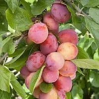 Natural Aloo Bukhara/Plum Plant-thumb2