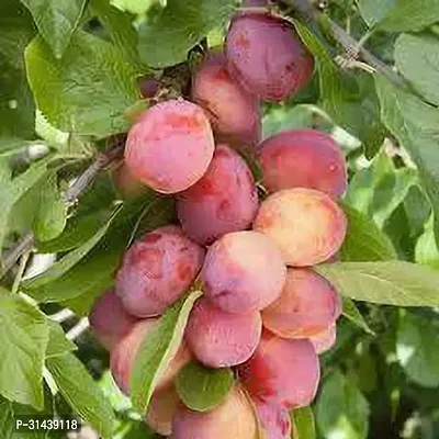 Natural Aloo Bukhara/Plum Plant-thumb3