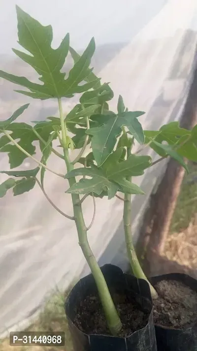 Natural Papaya Plant-thumb3