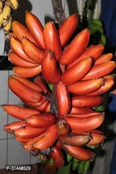 Natural Banana Plant-thumb0