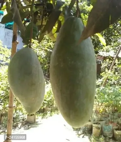 Mango Plant