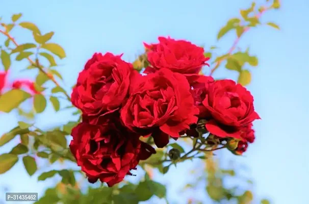 Natural Rose Plant-thumb2