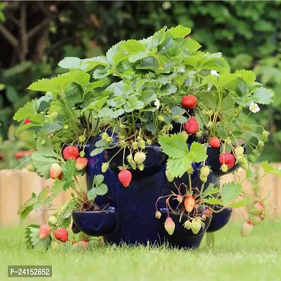 Strawberry Plant-thumb0