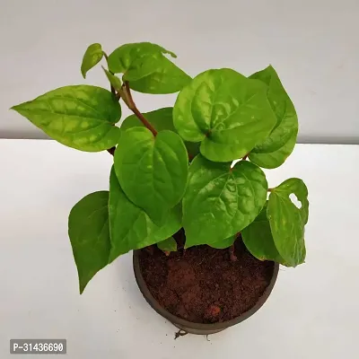 Natural Betal Leaf Plant-thumb0