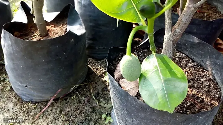 Jackfruit Plant-thumb3