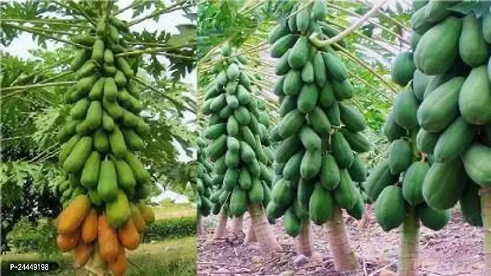 Natural Papaya Plant