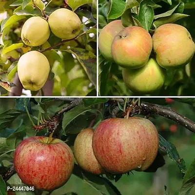 Natural Apple Plant