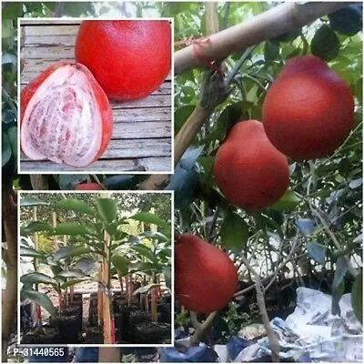 Natural Pomelo Plant