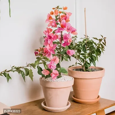 Natural Bougainvillea Plant-thumb0