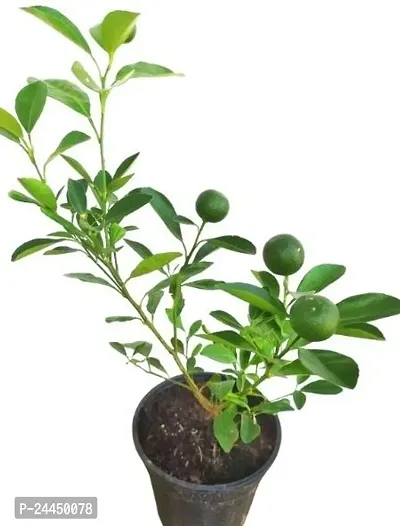 Natural Lemon Plant-thumb3