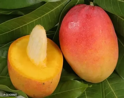 Natural Mango Plant-thumb0