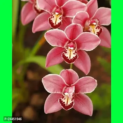 Natural Orchid Plant