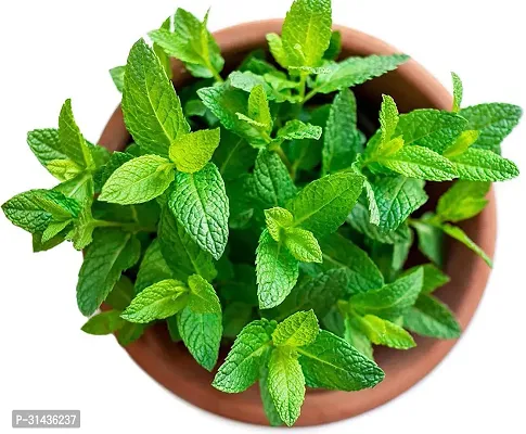 Natural Mint Plant-thumb2