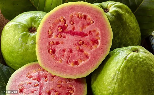 Guava Plant