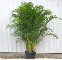 Areca Plam-thumb1