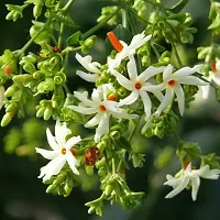 Natural Parijat/Harsingar Plant-thumb1