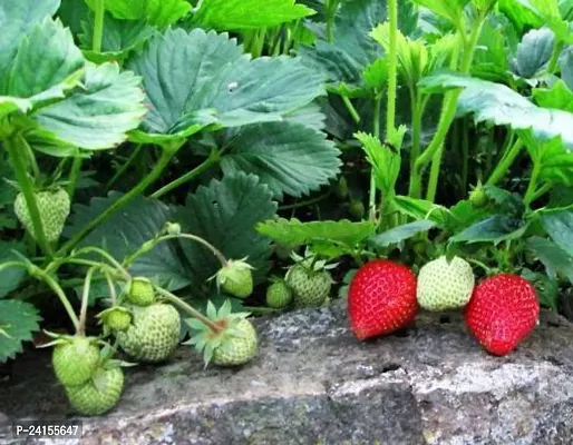 Strawberry Plant-thumb0