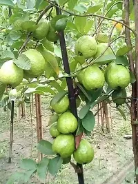 Natural Guava Plant-thumb2