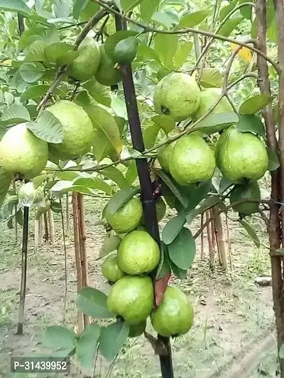 Natural Guava Plant-thumb3