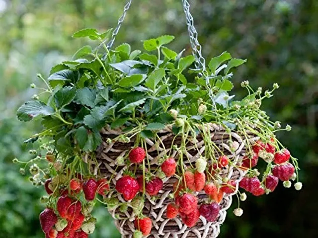 Must Have Plant & Planters 