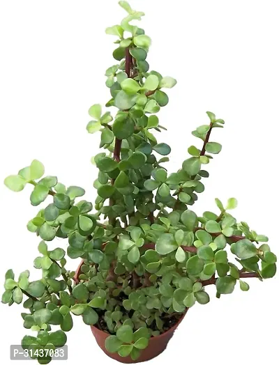 Natural Jade Plant With Pot-thumb0