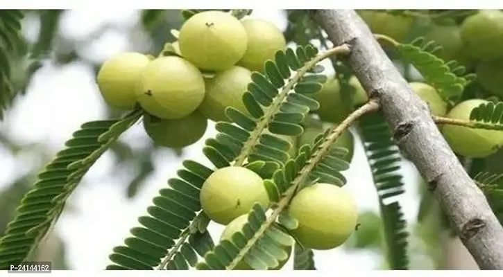 Amla Plant