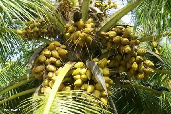Natural Coconut Plant