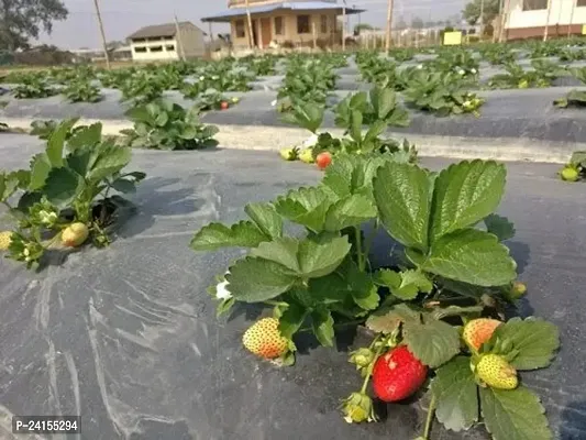 Strawberry Plant-thumb0