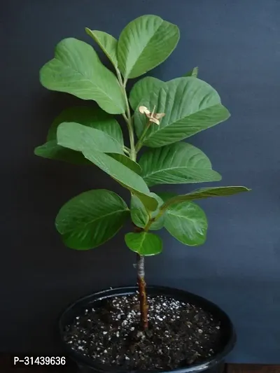 Natural Guava Plant-thumb0