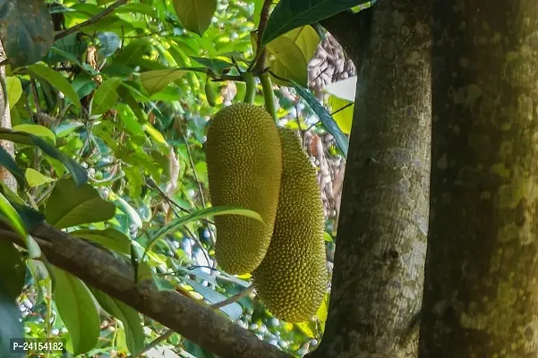 Jack Fruit Plant