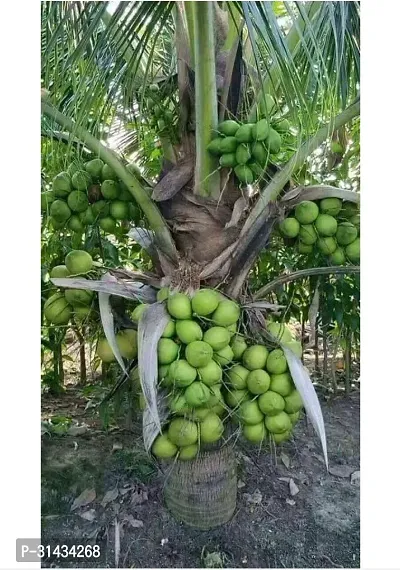 Natural Coconut Plant