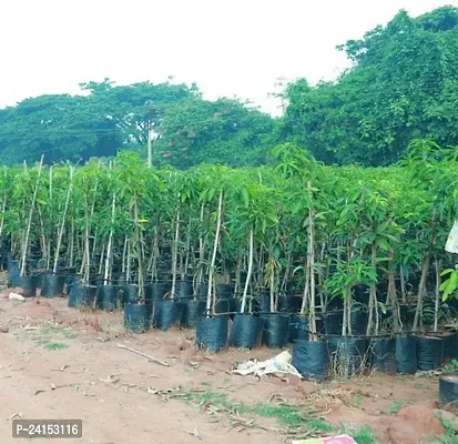 Mango Plant